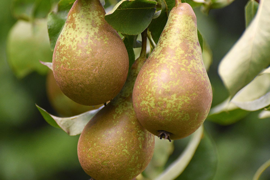 production poire