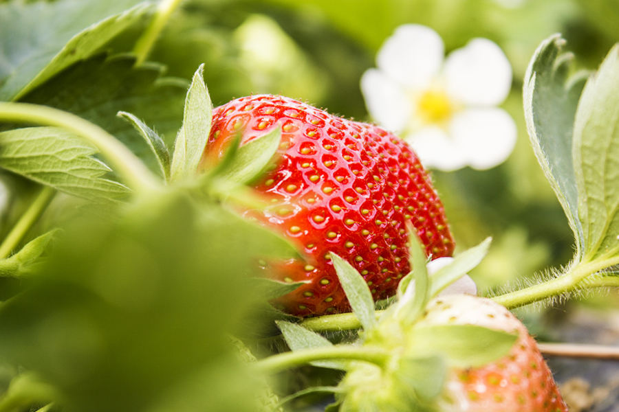 production fraise